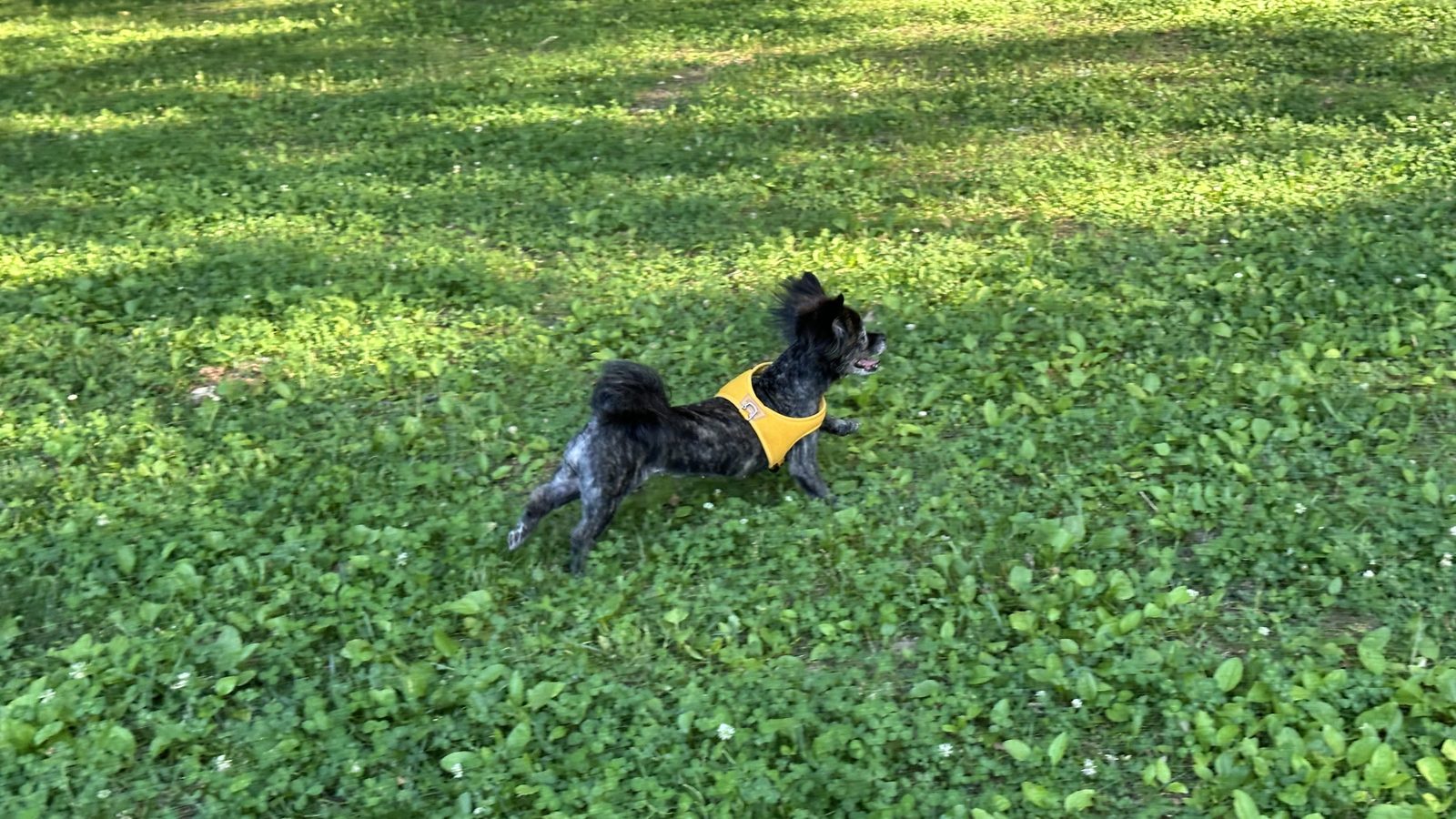 Bird mid-run across a sunny green field in her yellow harness