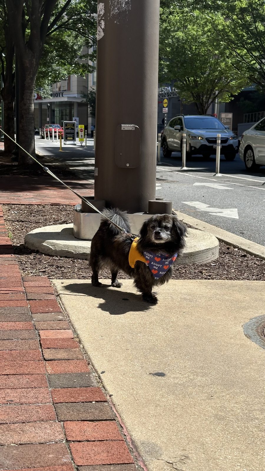 Bird standing on a city sidewalk in her bandana, looking back at the camera