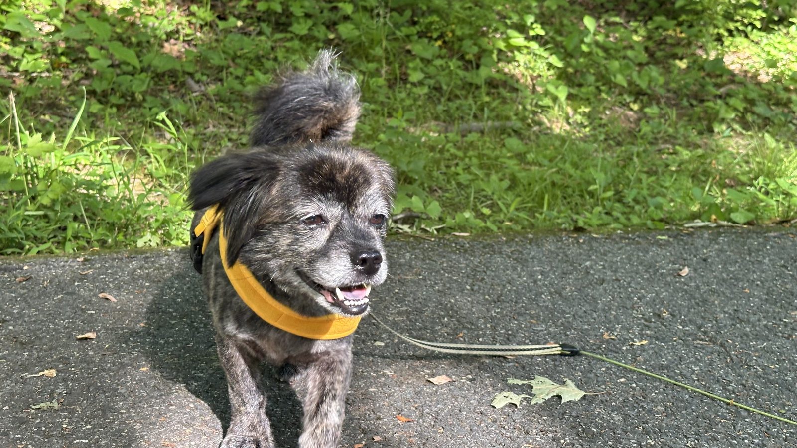 Bird in her yellow harness on a shady path, mouth open in a happy grin